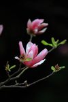 玉兰花