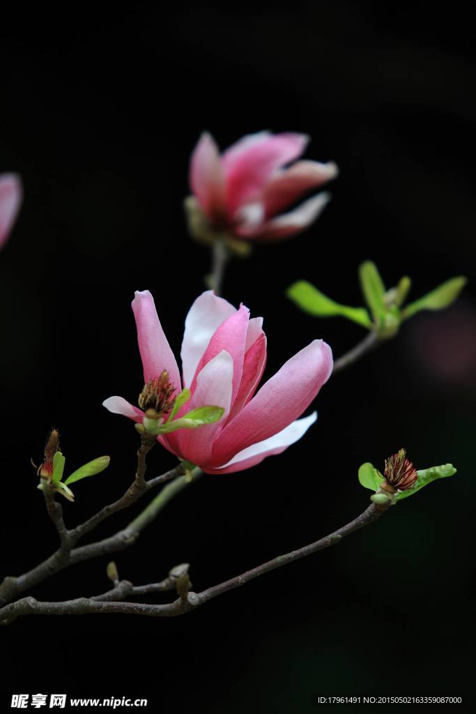 玉兰花