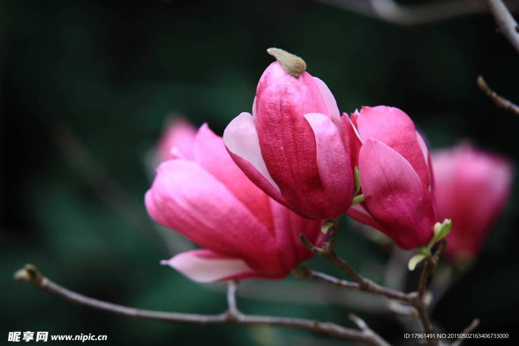 玉兰花