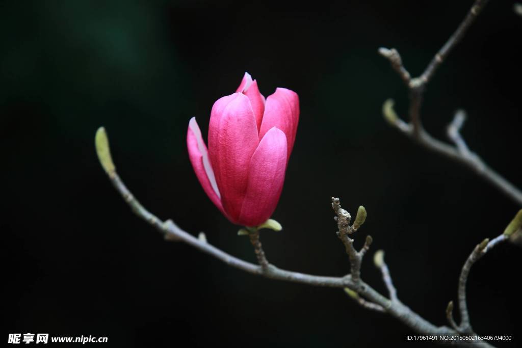 玉兰花