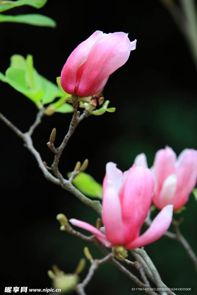 玉兰花