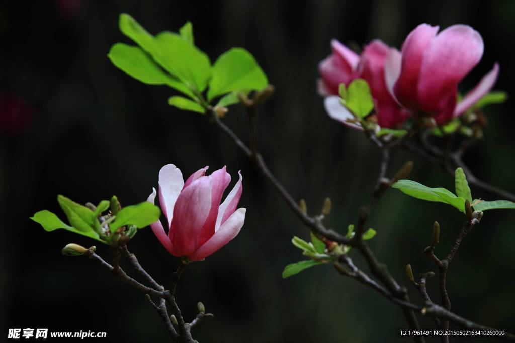 玉兰花