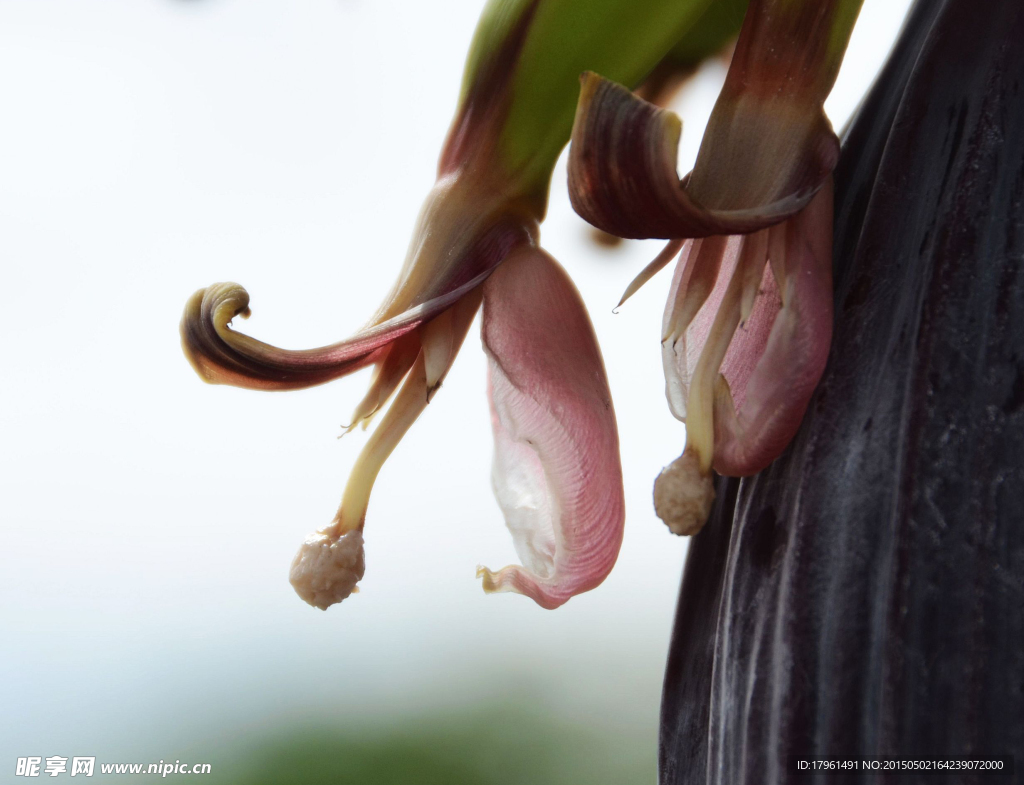 香蕉花