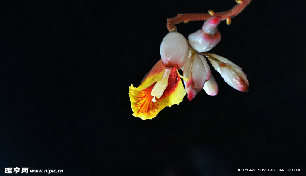 野姜花