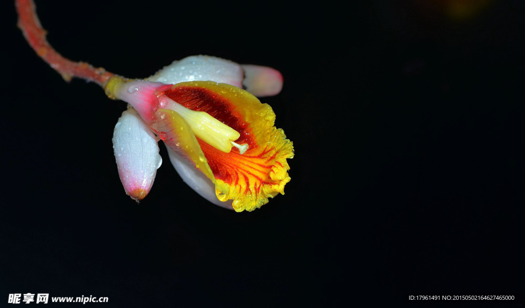 野姜花