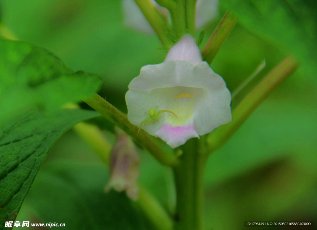 芝麻花