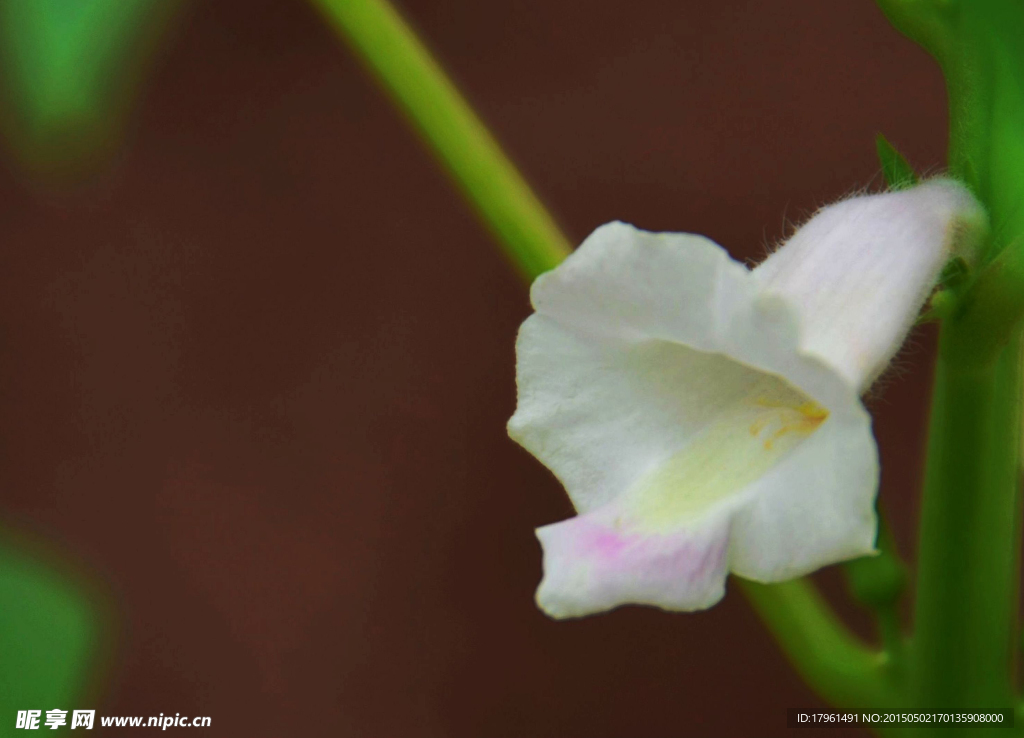 芝麻花