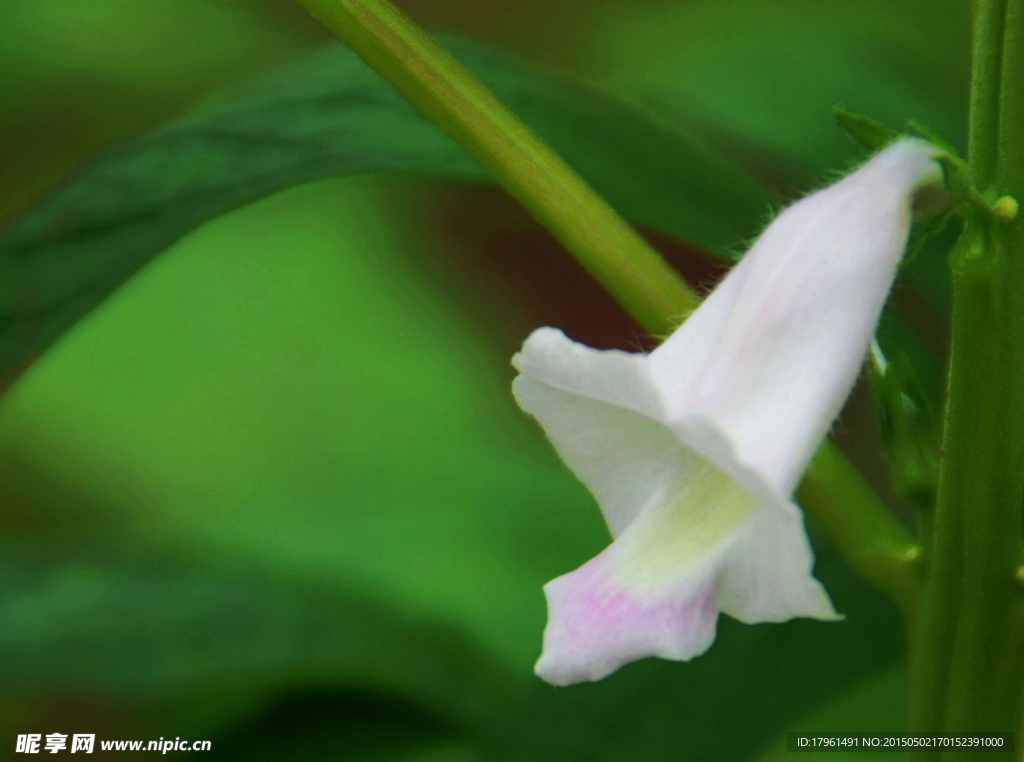 芝麻花