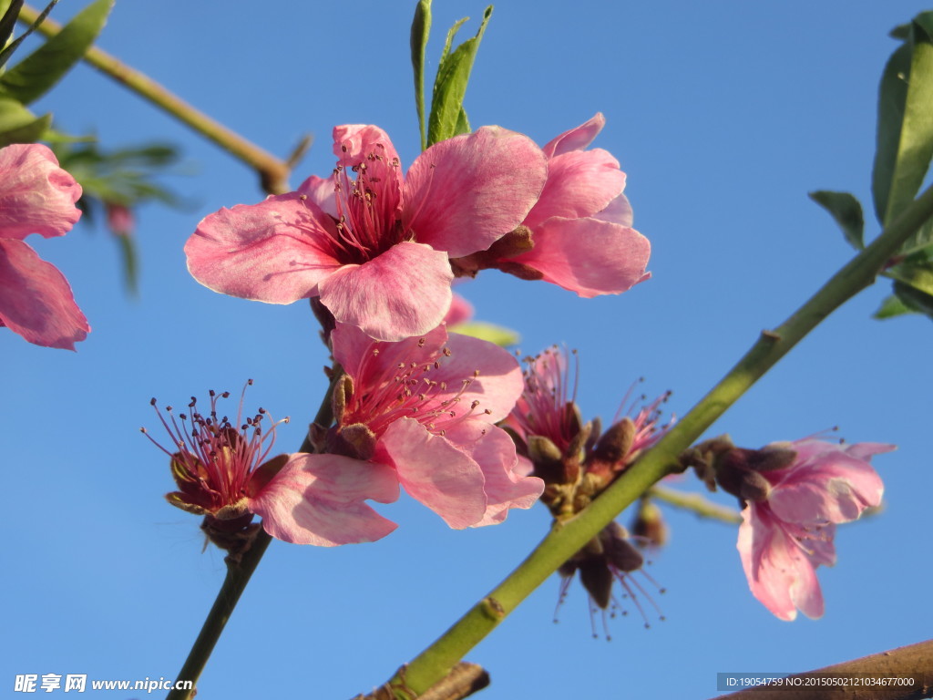 桃花 蓝天