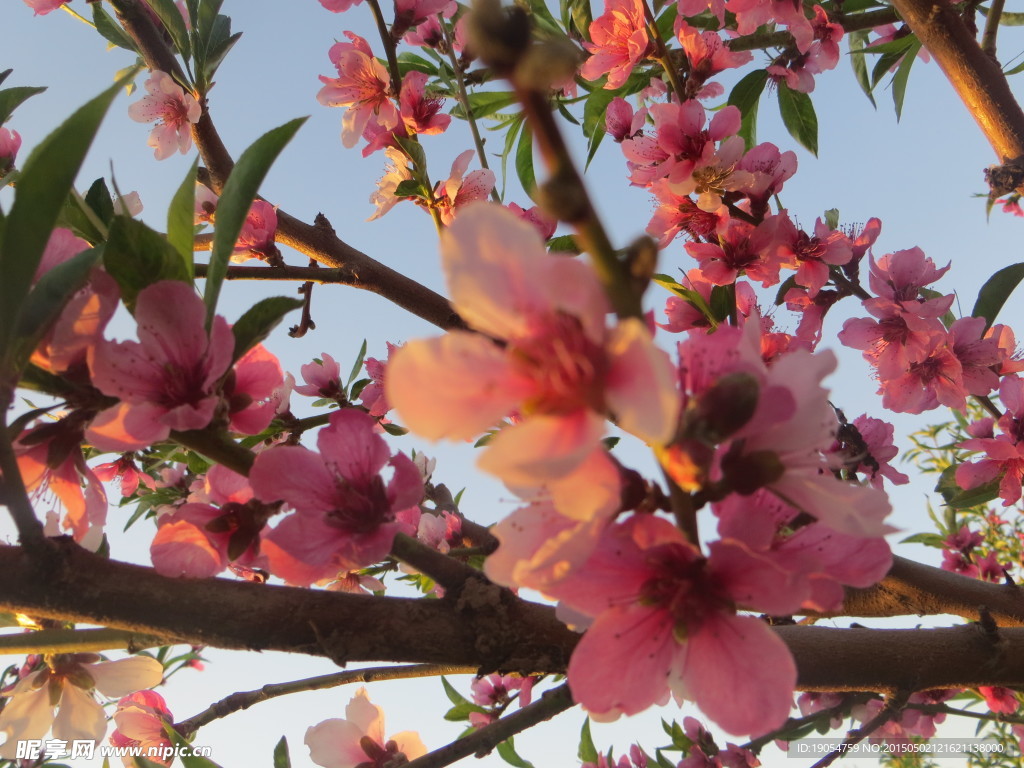 桃花