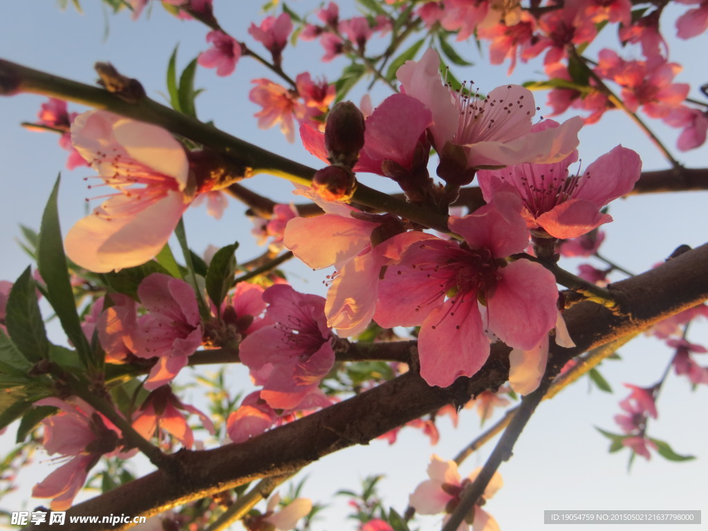 桃花