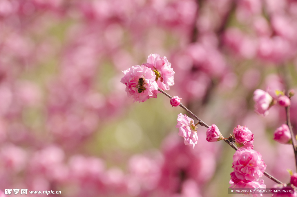 桃花