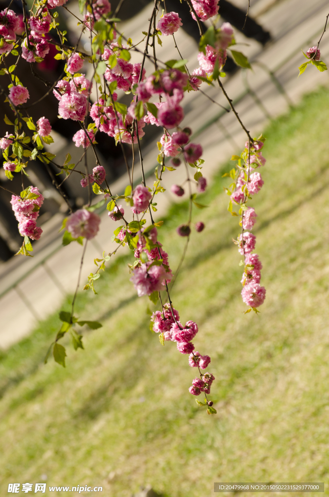 樱花