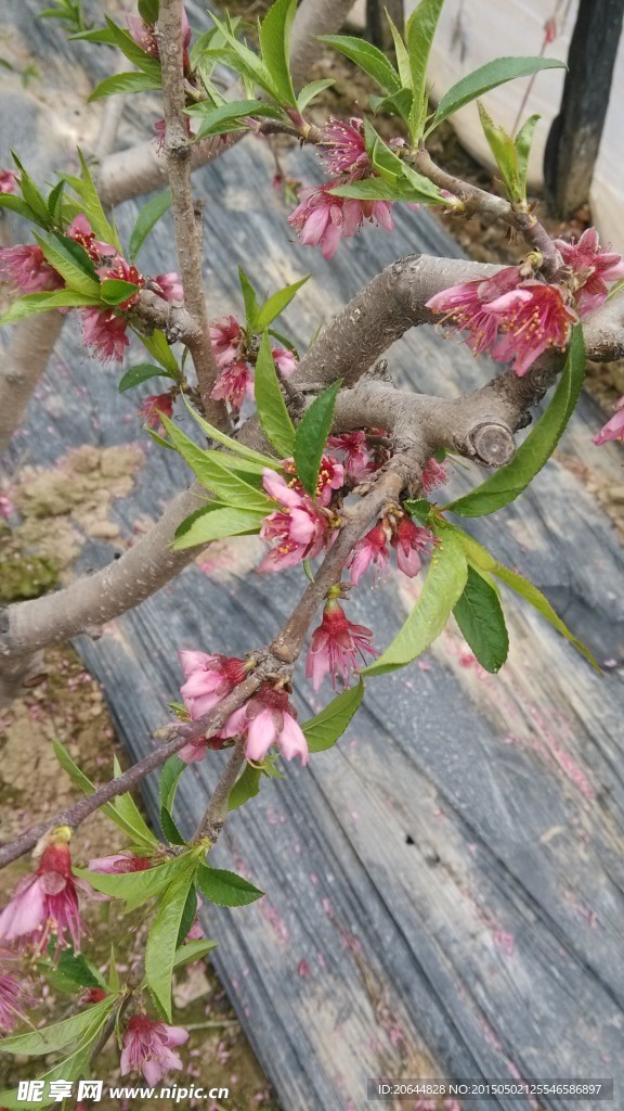 桃花