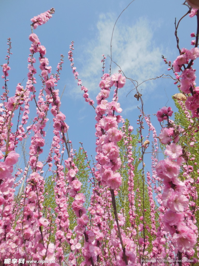 碧桃花