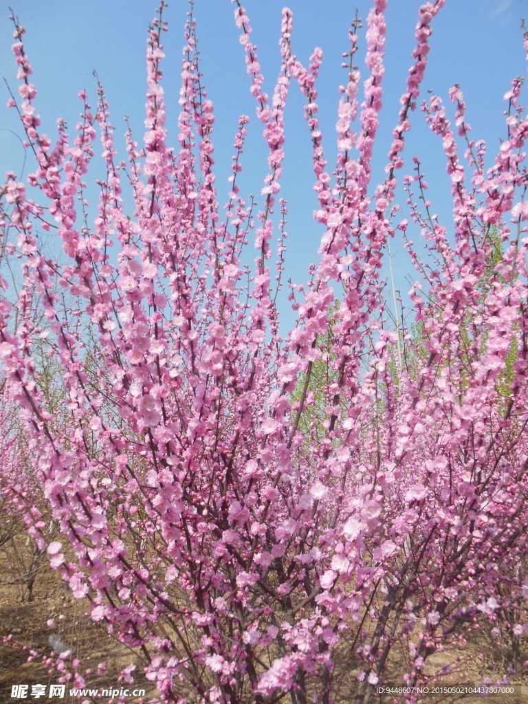 碧桃花