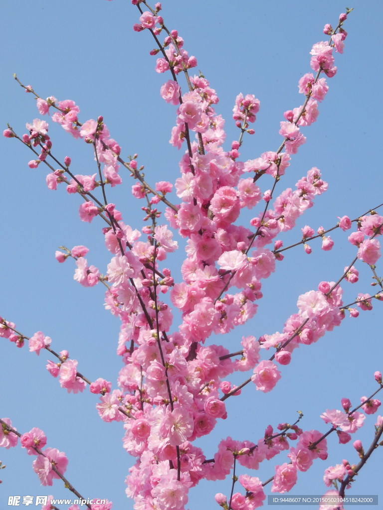 碧桃花