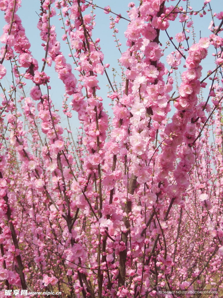 碧桃花