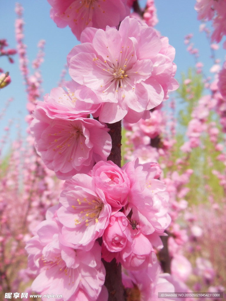 碧桃花