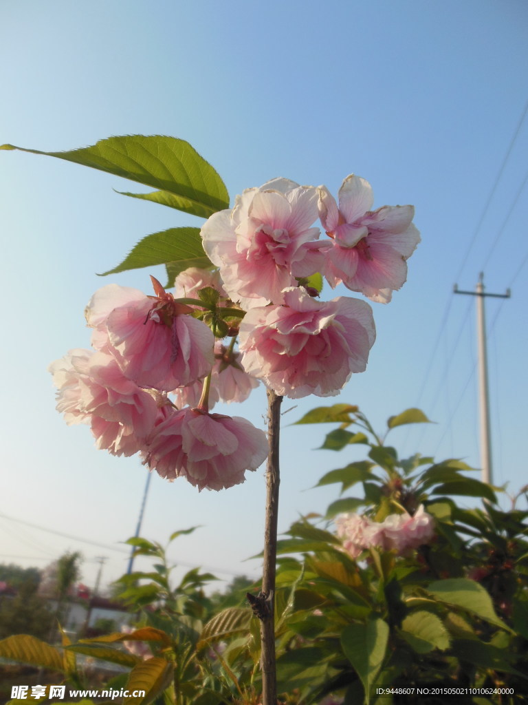 海棠花
