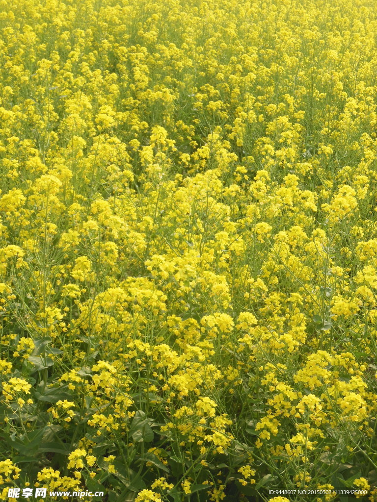 油菜花田