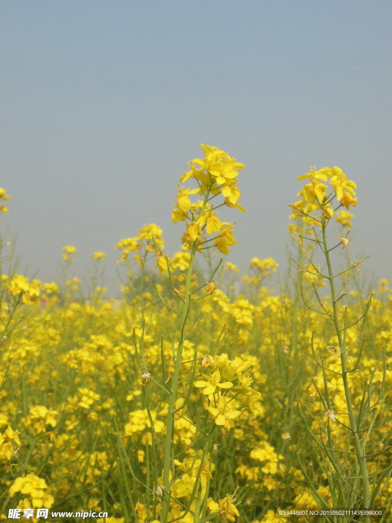 油菜花田