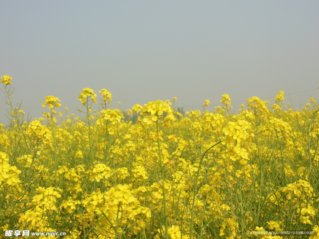 油菜花田