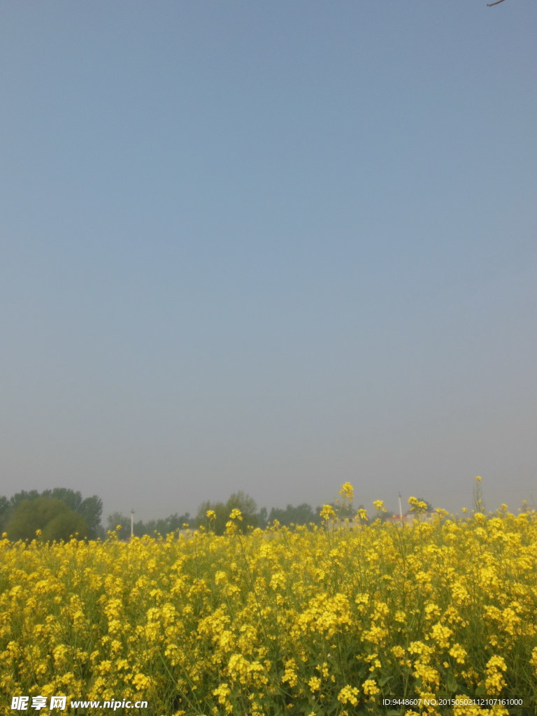 油菜花田