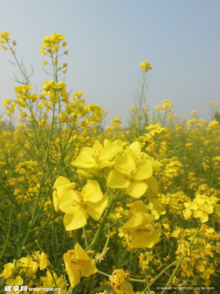 油菜花