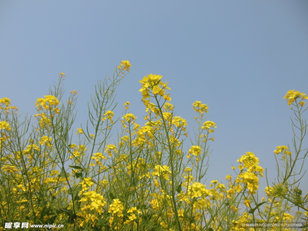 油菜花田