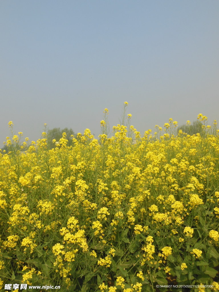 油菜花