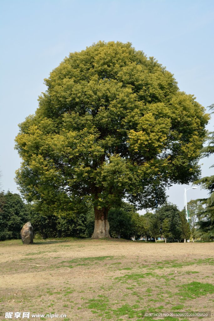 樟树