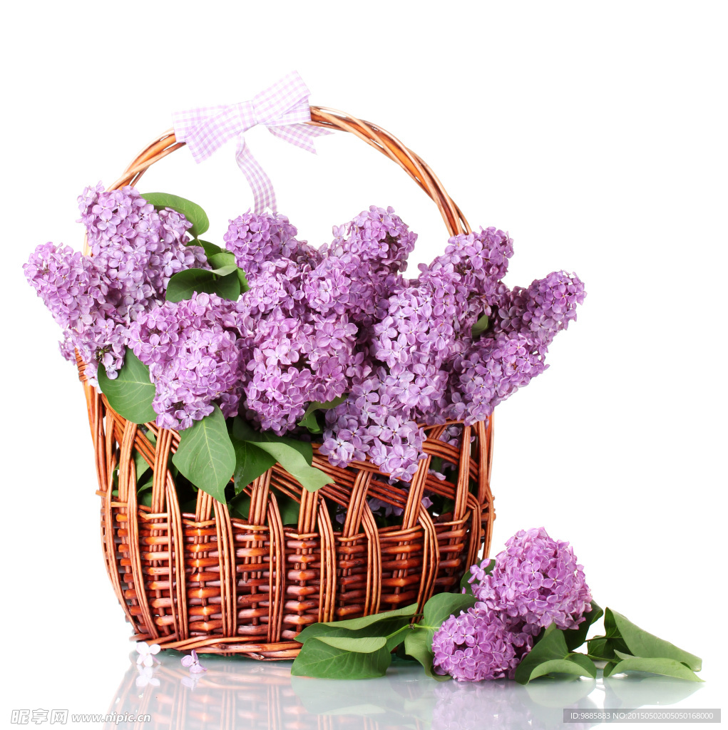 紫色丁香花