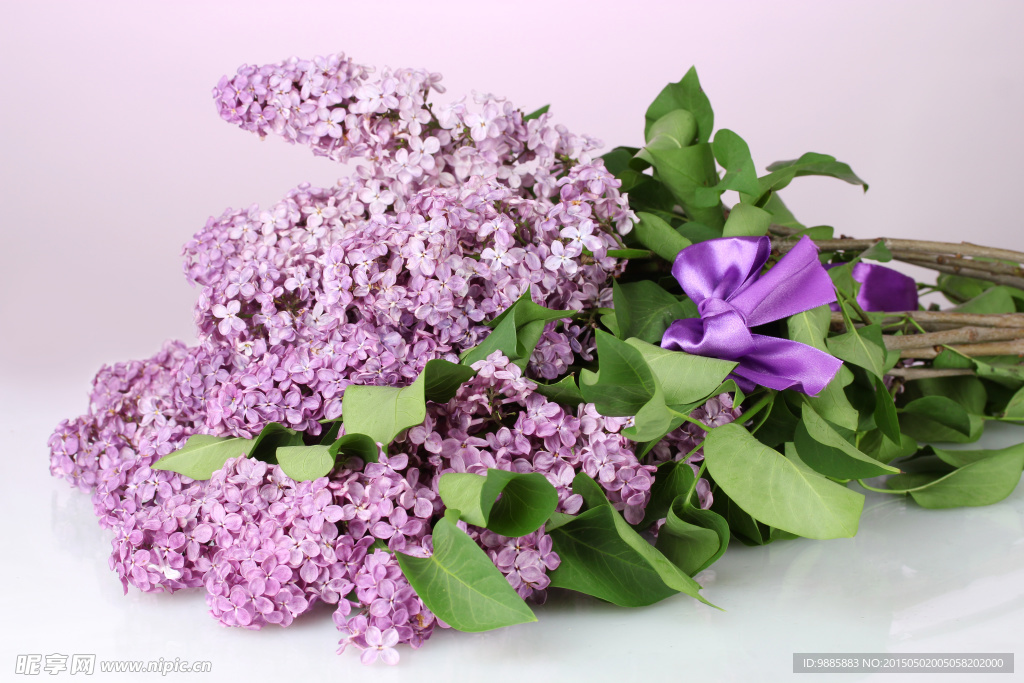 紫色丁香花