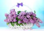紫色丁香花
