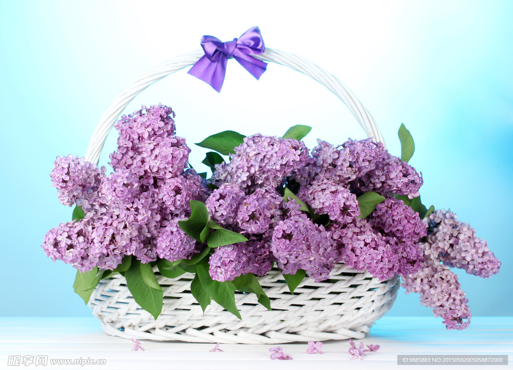 紫色丁香花