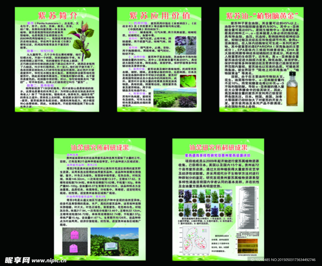 紫苏宣传展板