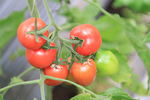 西红柿摄影图
