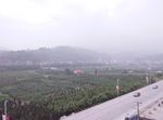 高山小树