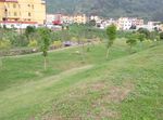 草坪小树建筑