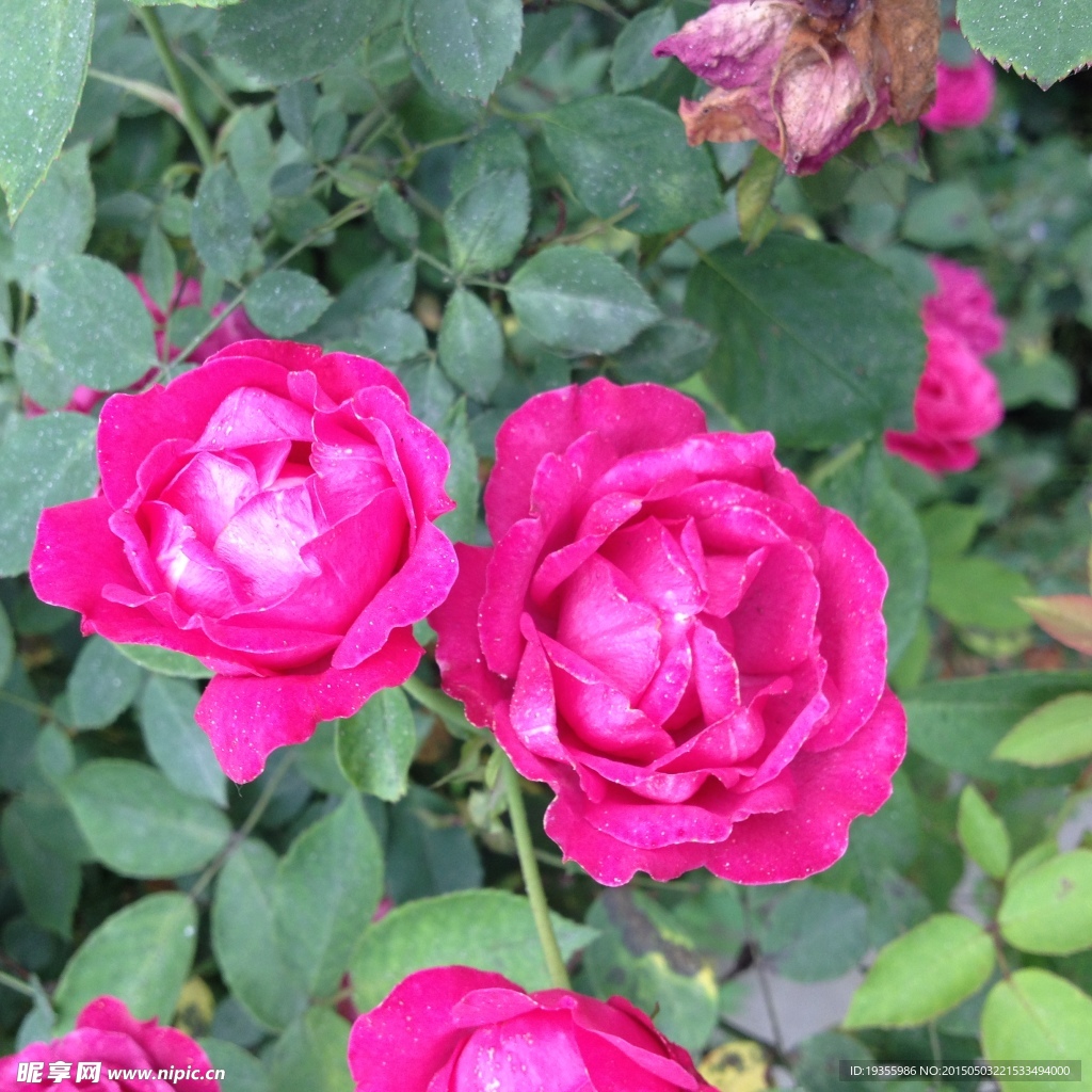 月季花