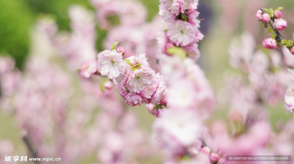 桃花