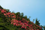 杜鹃花   云雾山
