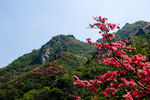 杜鹃花   云雾山
