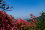 杜鹃花   云雾山