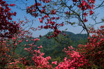 杜鹃花   云雾山