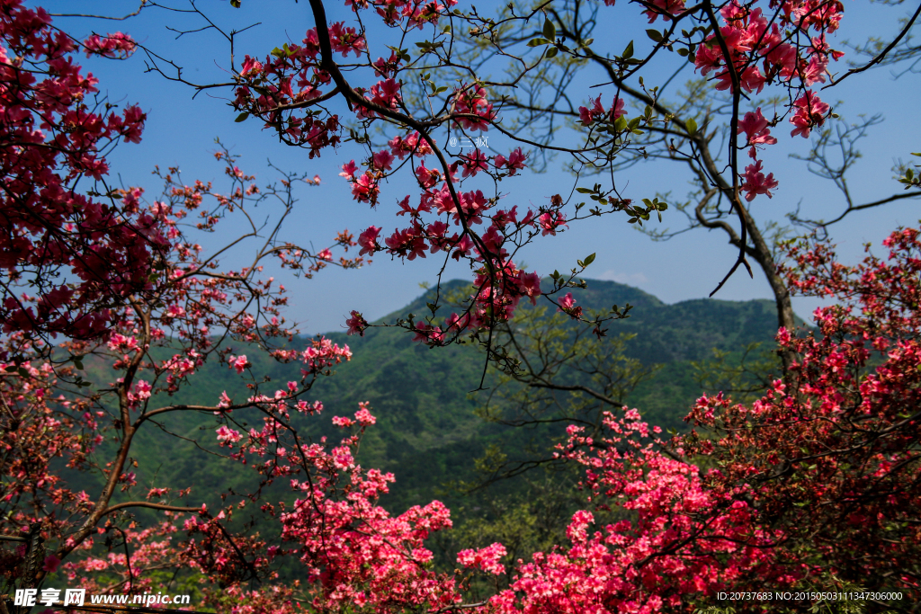 杜鹃花   云雾山
