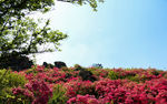 杜鹃花   云雾山