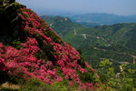 云雾山 杜鹃花