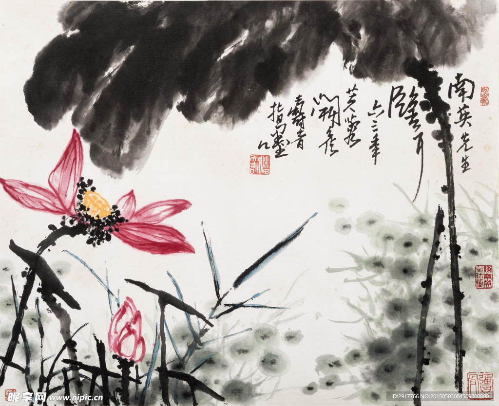 芙蓉开花
